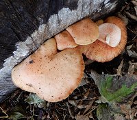 Rhodotus palmatus  MykoGolfer